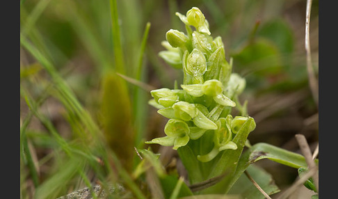 Nordische Waldhyazinthe (Platanthera hyperborea)