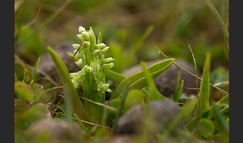 Nordische Waldhyazinthe (Platanthera hyperborea)