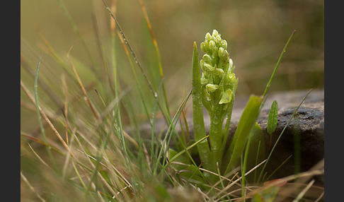 Nordische Waldhyazinthe (Platanthera hyperborea)