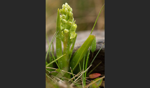 Nordische Waldhyazinthe (Platanthera hyperborea)