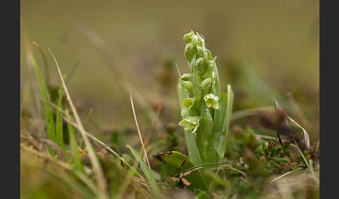 Nordische Waldhyazinthe (Platanthera hyperborea)