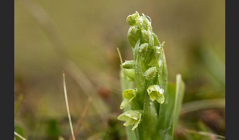 Nordische Waldhyazinthe (Platanthera hyperborea)