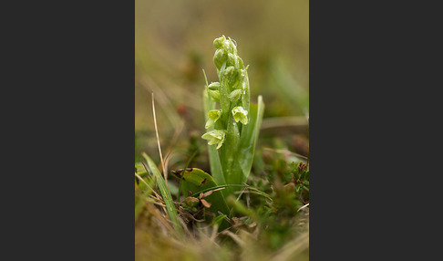 Nordische Waldhyazinthe (Platanthera hyperborea)