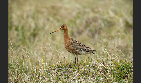 Uferschnepfe (Limosa limosa)