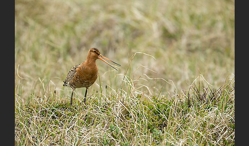 Uferschnepfe (Limosa limosa)