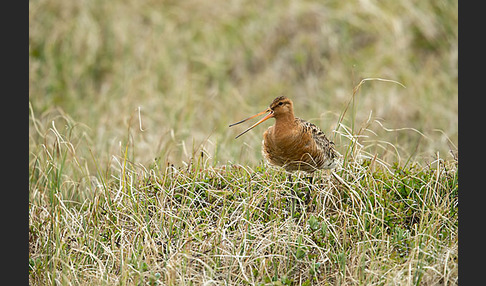 Uferschnepfe (Limosa limosa)