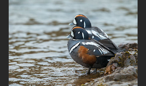 Kragenente (Histrionicus histrionicus)