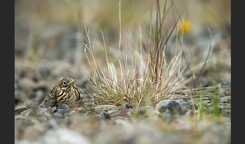 Wiesenpieper (Anthus pratensis)