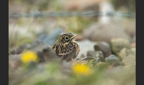 Wiesenpieper (Anthus pratensis)