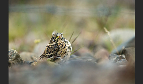 Wiesenpieper (Anthus pratensis)