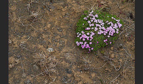 Stängellose Leimkraut (Silene acaulis)