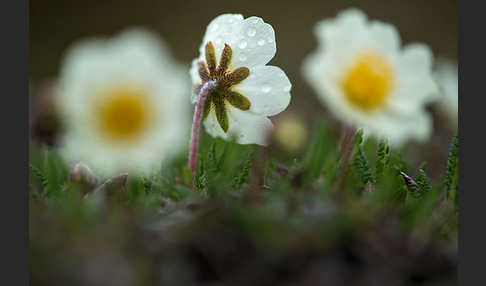 Silberwurz (Dryas octopetala)