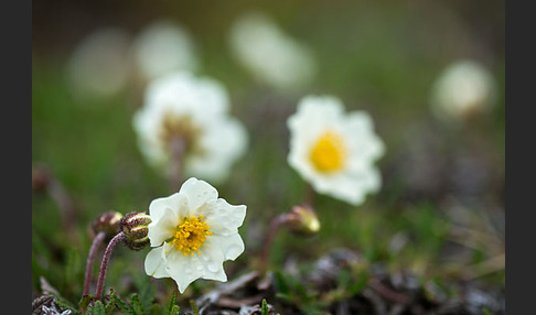 Silberwurz (Dryas octopetala)