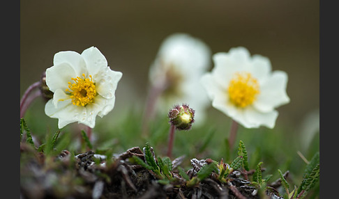 Silberwurz (Dryas octopetala)