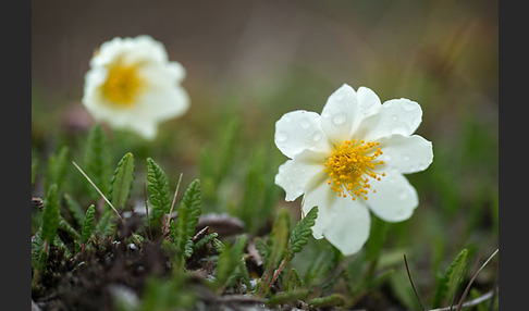 Silberwurz (Dryas octopetala)