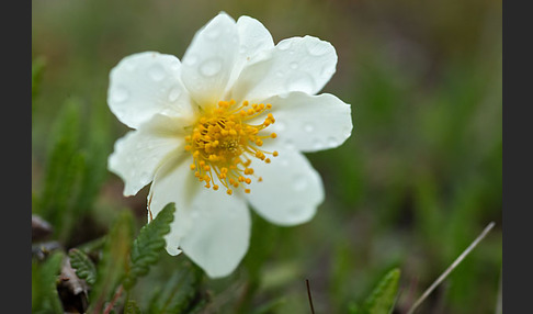 Silberwurz (Dryas octopetala)