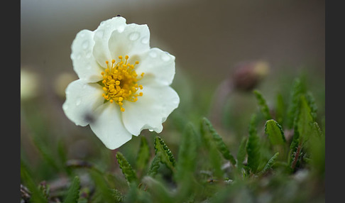 Silberwurz (Dryas octopetala)