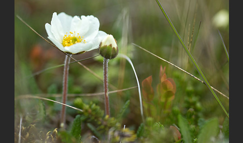 Silberwurz (Dryas octopetala)