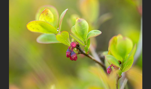 Rauschbeere (Vaccinium uliginosum)