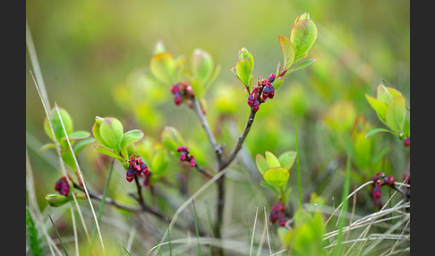 Rauschbeere (Vaccinium uliginosum)