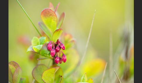 Rauschbeere (Vaccinium uliginosum)