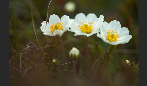 Silberwurz (Dryas octopetala)