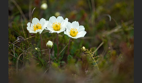 Silberwurz (Dryas octopetala)