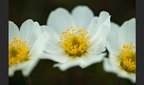 Silberwurz (Dryas octopetala)