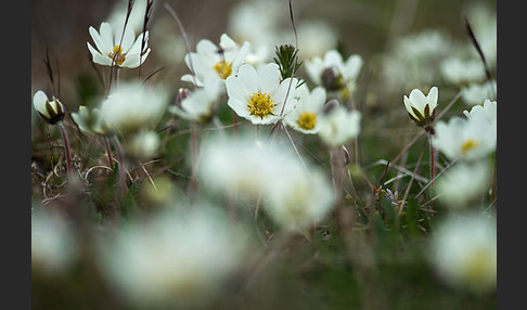 Silberwurz (Dryas octopetala)