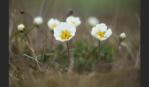 Silberwurz (Dryas octopetala)