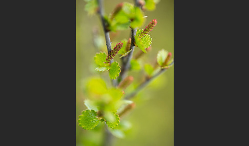 Zwerg-Birke (Betula nana)