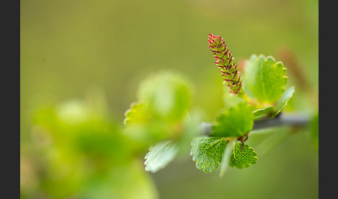 Zwerg-Birke (Betula nana)