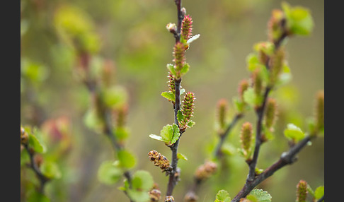 Zwerg-Birke (Betula nana)