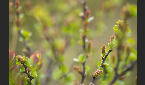 Zwerg-Birke (Betula nana)