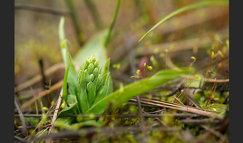 Nordische Waldhyazinthe (Platanthera hyperborea)