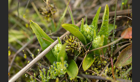 Nordische Waldhyazinthe (Platanthera hyperborea)