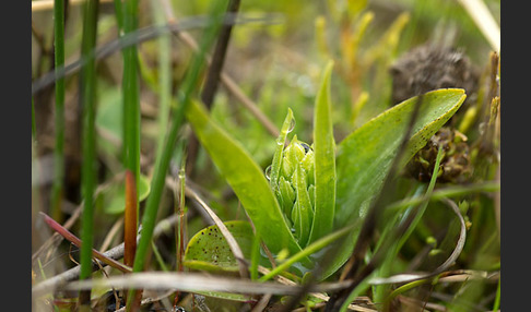 Nordische Waldhyazinthe (Platanthera hyperborea)