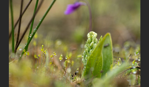 Nordische Waldhyazinthe (Platanthera hyperborea)