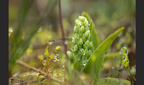 Nordische Waldhyazinthe (Platanthera hyperborea)