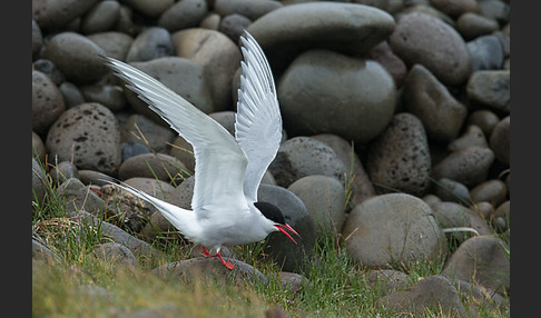 Küstenseeschwalbe (Sterna paradisaea)