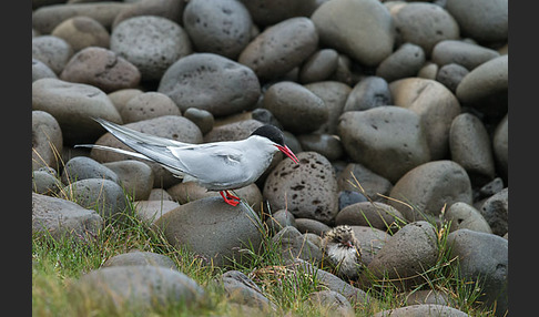 Küstenseeschwalbe (Sterna paradisaea)