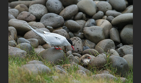 Küstenseeschwalbe (Sterna paradisaea)