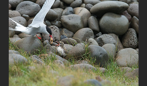 Küstenseeschwalbe (Sterna paradisaea)