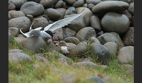 Küstenseeschwalbe (Sterna paradisaea)