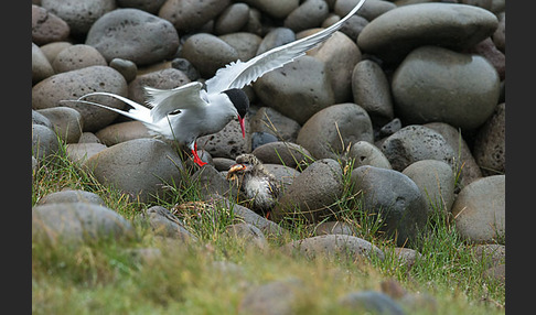 Küstenseeschwalbe (Sterna paradisaea)