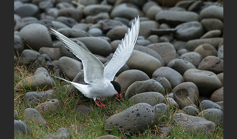 Küstenseeschwalbe (Sterna paradisaea)