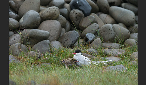 Küstenseeschwalbe (Sterna paradisaea)