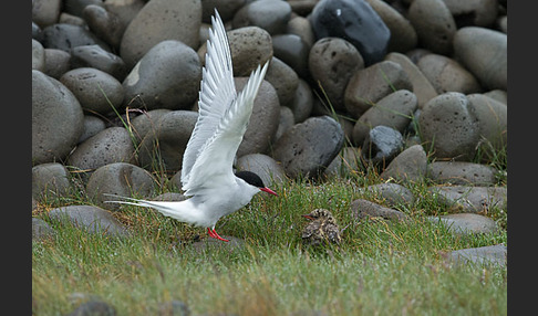 Küstenseeschwalbe (Sterna paradisaea)