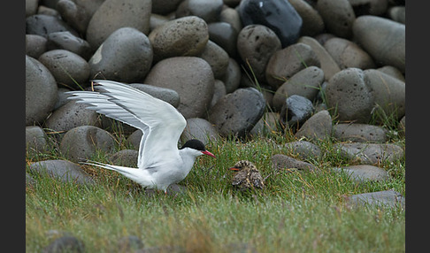 Küstenseeschwalbe (Sterna paradisaea)