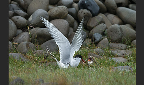 Küstenseeschwalbe (Sterna paradisaea)